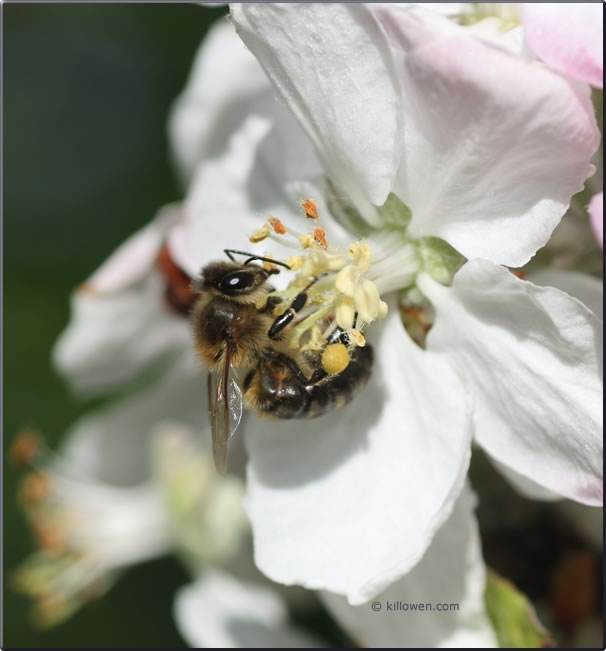 bee on apple blossom